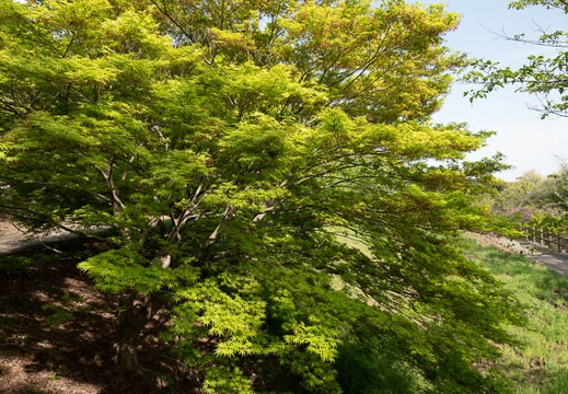202304181548-DSC00923.jpg