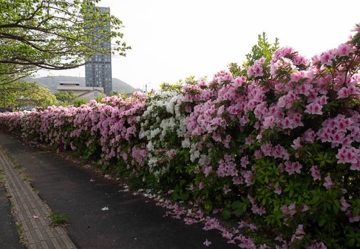 202304211652-DSC01486.jpg