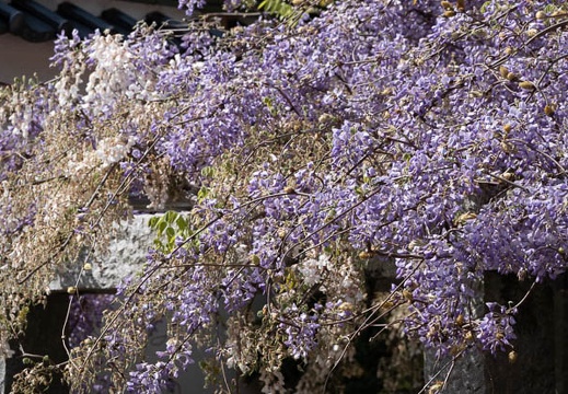 202304221450-DSC01687.jpg