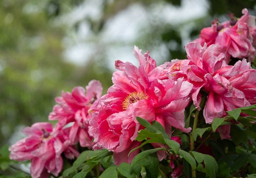 202304231448-DSC01895.jpg