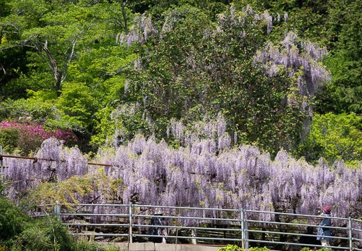 202304271403-DSC02123.jpg
