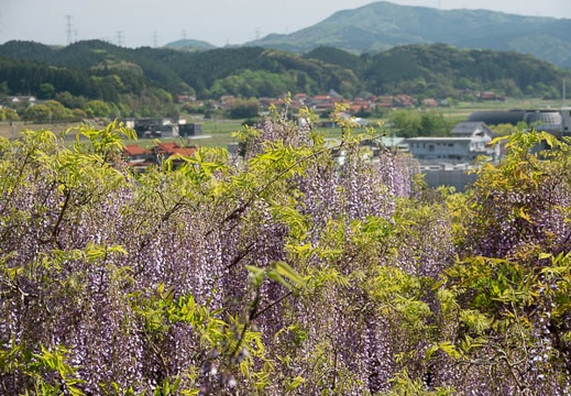 202304271419-DSC02197.jpg