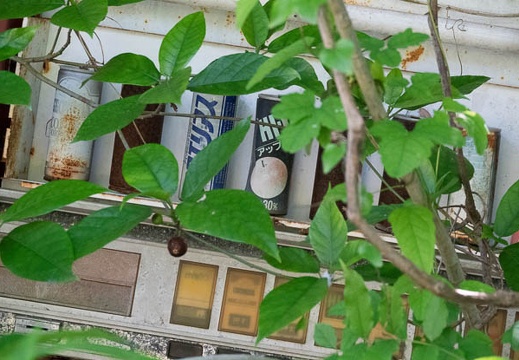 202305011512-DSC03321.jpg
