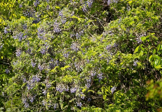 202305011532-DSC03343.jpg