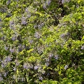 202305011532-DSC03343.jpg