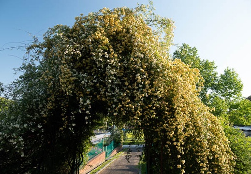 202305011711-DSC03371.jpg