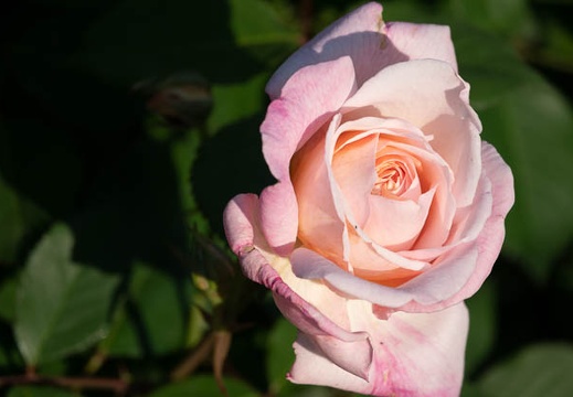 202305011713-DSC03380.jpg