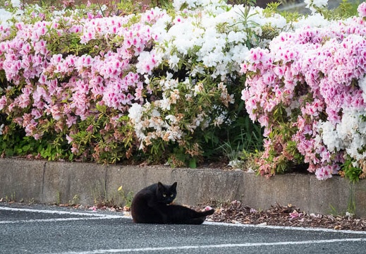 202305011831-DSC03437.jpg