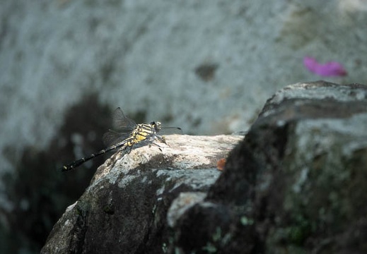 202305021453-DSC03587.jpg