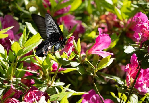 202305021454-DSC03599.jpg