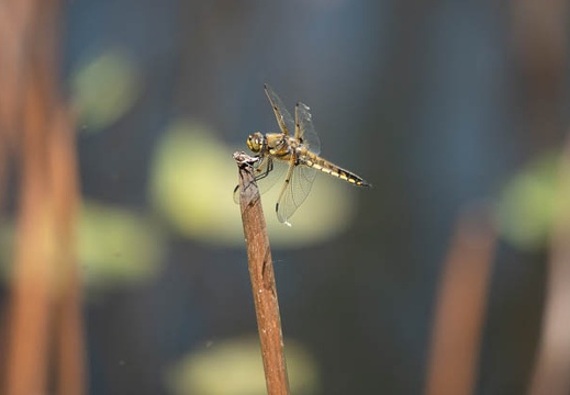 202305021520-DSC03670.jpg