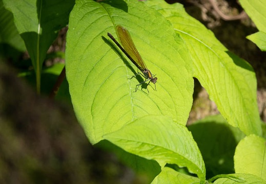 202305021602-DSC03722.jpg