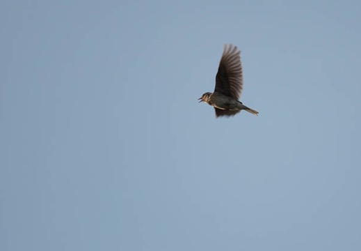 202305021808-DSC03784.jpg