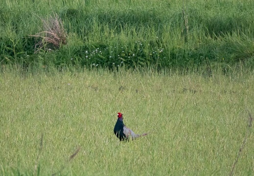 202305021829-DSC03811.jpg