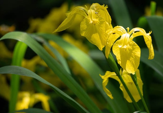202305101345-DSC04327.jpg