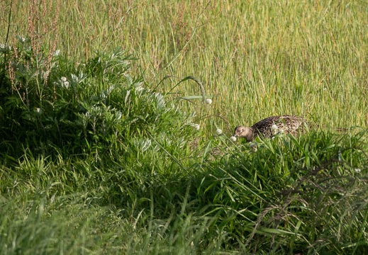 202305101713-DSC04478.jpg