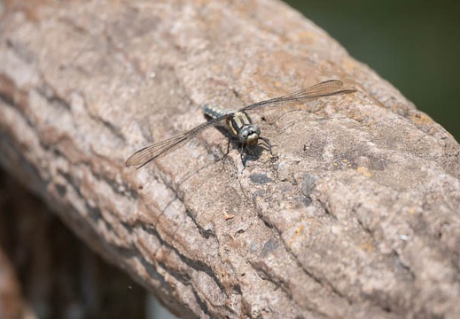 202305121441-DSC04861.jpg