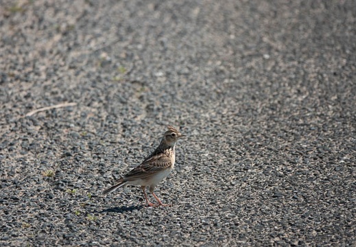 202305141454-DSC05058.jpg