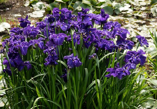 202305251447-DSC05703.jpg