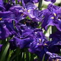 202305251447-DSC05705.jpg