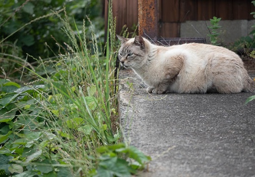 202305281540-DSC05950.jpg