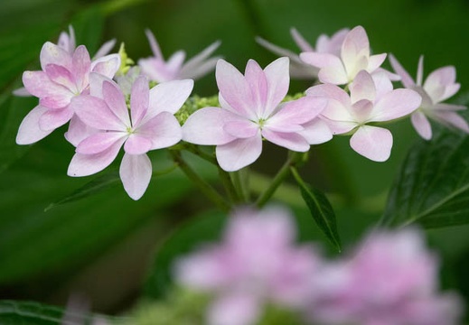 202306091159-DSC06025.jpg