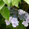 202306101619-DSC06242.jpg