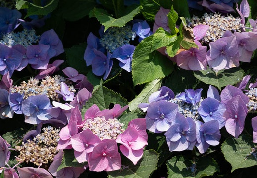 202306201300-DSC06318.jpg