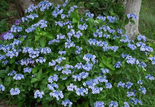 202306201737-DSC06339.jpg