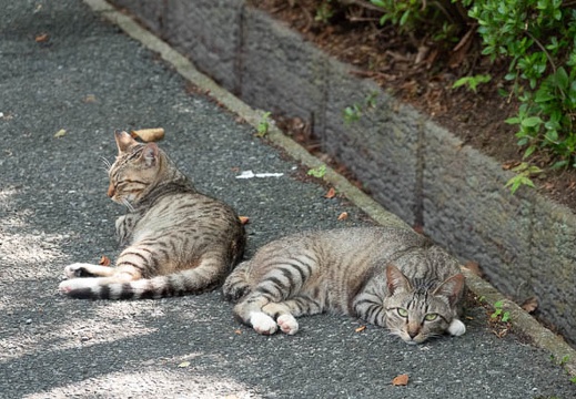 202306231515-DSC06443.jpg