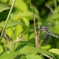 202306231704-DSC06465.jpg