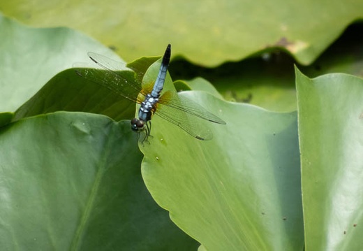 202307291116-DSC02424.jpg