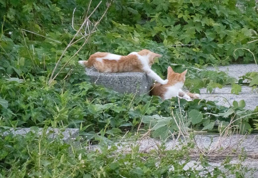 202308111847-DSC02600.jpg