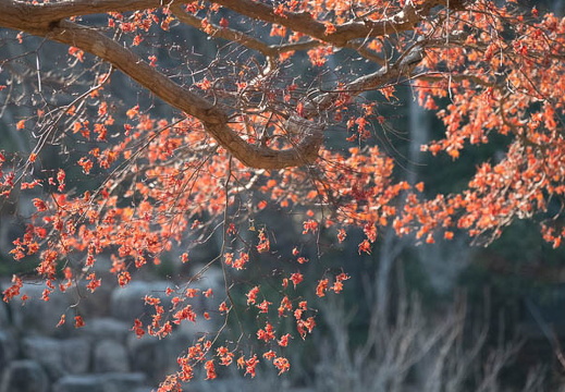 202501021516-DSC05902.jpg