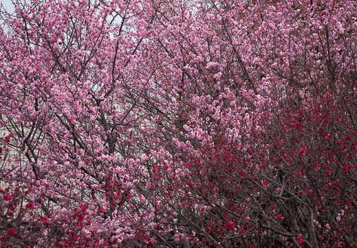 202502151140-DSC07225.jpg