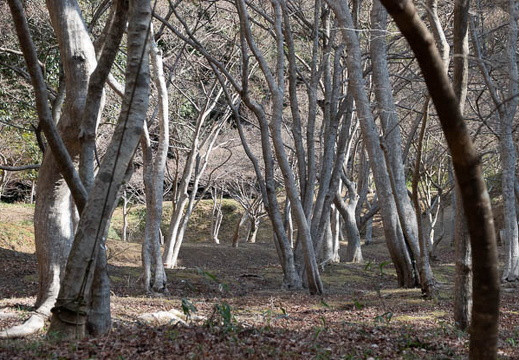 202502161435-DSC07552.jpg