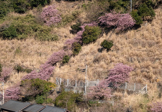 202503090957-DSC09830.jpg