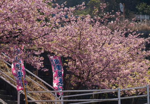 202503091035-DSC09960.jpg