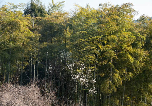 202503091624-DSC09986.jpg