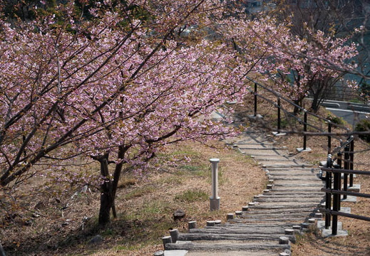202503201102-DSC01311.jpg