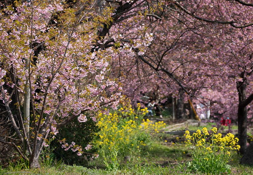 202503201132-DSC01348.jpg