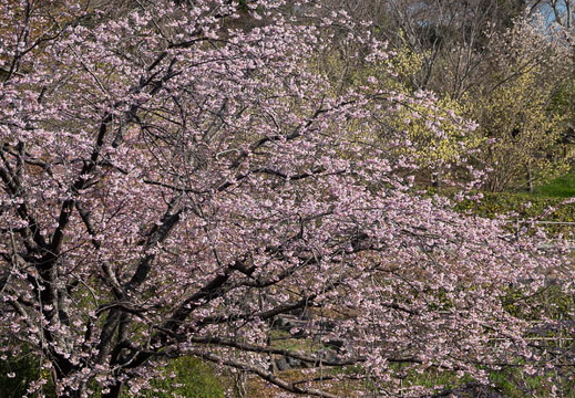 202503220908-DSC01707.jpg
