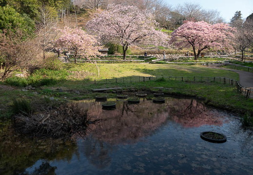 03.22 白野江植物公園