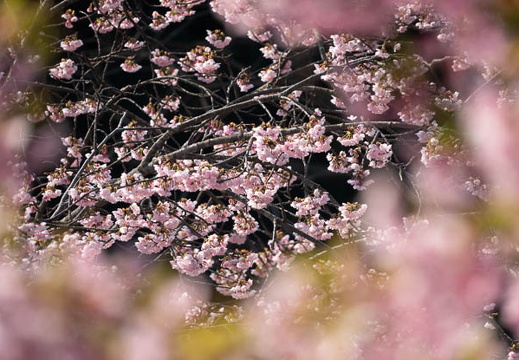 202503220929-DSC01779.jpg