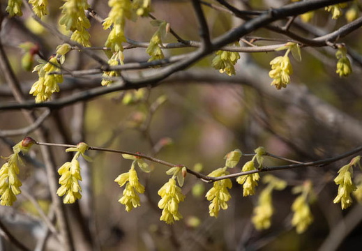 202503220934-DSC01797.jpg