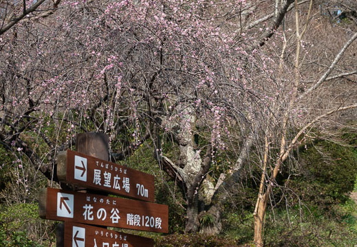 202503220937-DSC01804.jpg