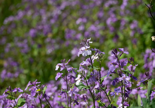 202503220945-DSC01823.jpg