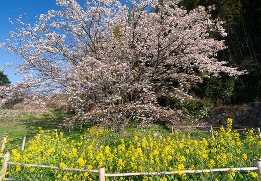 202503230758-DSC09570.jpg