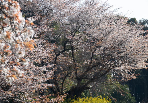 202503230825-DSC02042.jpg