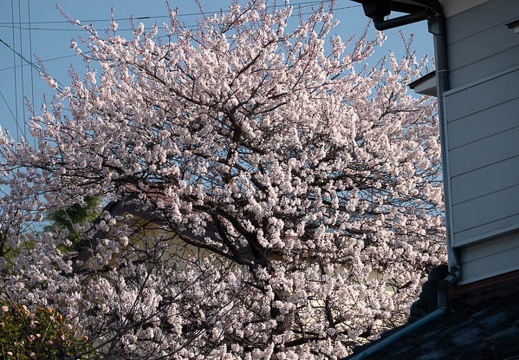 202503230844-DSC02118.jpg